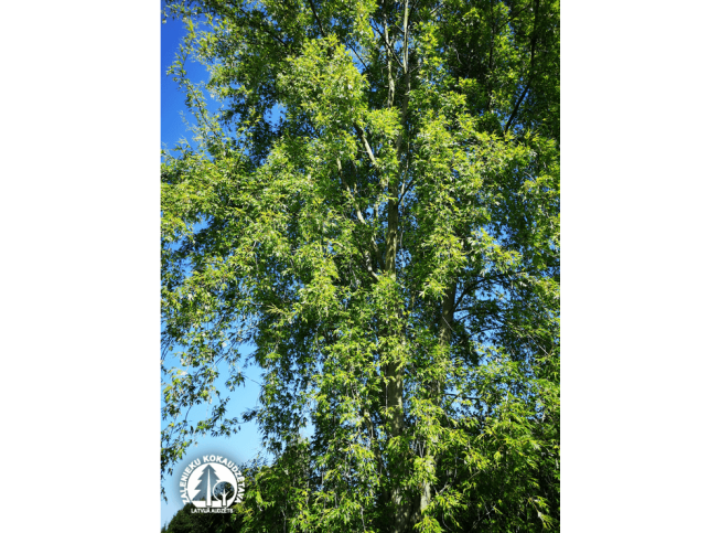 Acer saccharinum   'Wieri'